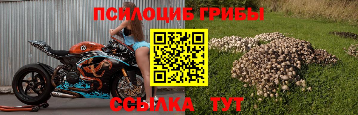 Урюпинск  Псилоцибиновые грибы Psilocybe  Вход с VPN 